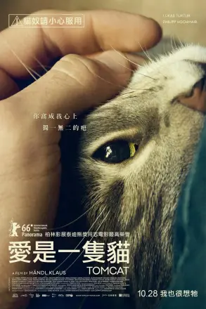 公猫
