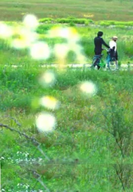 牵牛花