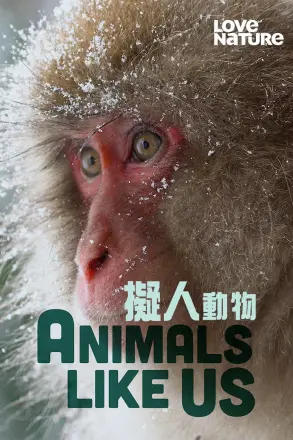 拟人动物