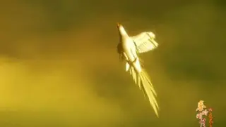 秦时明月之夜尽天明16