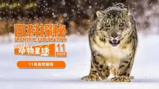 百科探秘动物星球：高山上的白色精灵雪豹