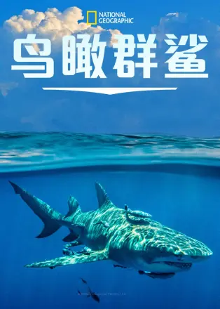 鸟瞰群鲨
