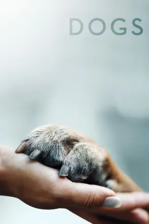 爱犬情深第一季