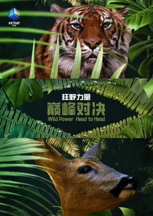 狂野的力量：巅峰对决