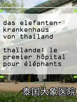泰国大象医院