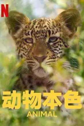 动物本色第一季