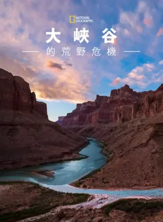 大峡谷的荒野危机