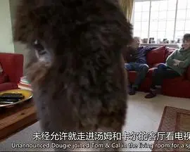 天才狗狗